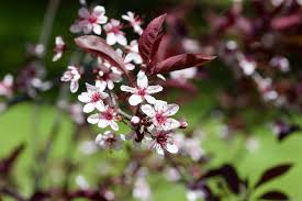 This crossword clue might have a different answer every time it appears on a new new york times crossword puzzle. 9 Ornamental Trees And Shrubs With Purple Leaves