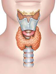 The gland varies from an h to a u shape and is formed by 2 elongated lateral lobes with superior and inferior poles connected. The Thyroid Gland Location Blood Supply Teachmeanatomy