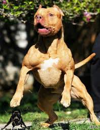 Pin By Sue Blanchard On Love Pitbulls Pitbulls Pitbull Dog Beautiful Dogs