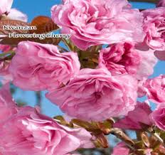 Then amend the soil inside to a depth of one foot. Flowering Trees In San Jose By Payless Hardware Rockery