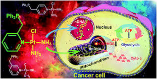 Maybe you would like to learn more about one of these? Mitochondrion Targeted Platinum Complexes Suppressing Lung Cancer Through Multiple Pathways Involving Energy Metabolism Chemical Science Rsc Publishing