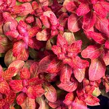 Image result for Ludwigia senegalensis