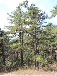 Image result for Pinus rigida