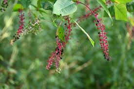 Image result for Phytolaccaceae