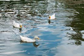 Raising Pekin Ducks Insteading