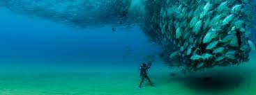 1 9 Adaptation Of Marine Organisms To Live In The Sea Aquatic Life Lab