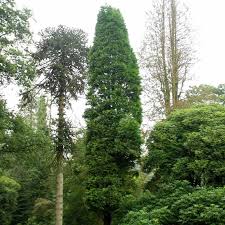 Image result for Calocedrus decurrens