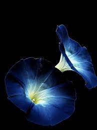 Expired Wheat Blue Morning Glory Amazing Flowers Blue Flowers