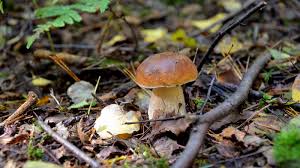 Saison Des Cepes Medoc Atlantique