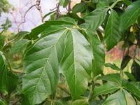Image result for Paullinia pinnata