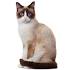 Snowshoe Cat: Breed Profile - The Spruce Pets