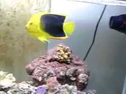 Check spelling or type a new query. Rock Beauty Angelfish Youtube
