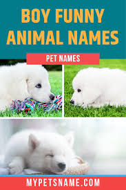 Boy Funny Animal Names Funny Animal Names Male Pet Names Funny Animals