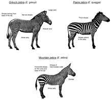 Read on to discover these and other. Zebra Wikipedia