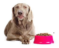 8 Best Dog Foods For The Weimaraner Diet Simply For Dogs