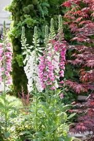 Si elle ressemble à une digitale par ses immenses hampes florales, elle offre une floraison interminable et une végétation. Digitalis Illumination Apricot Improved Media Database