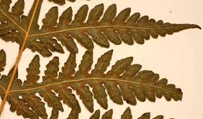 Image result for Blotiella