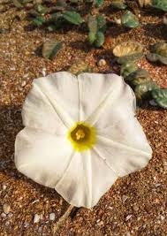 Image result for Ipomoea stolonifera
