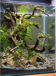 Check Out This Gorgeous Driftwood Aquarium Design Driftwood Is A Great Addition To Any Freshwater Aquarium Get Driftwo Aquarium Fische Aquarium Nano Aquarium