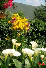 arum et lys jardin idees jardin jardins photo jardin