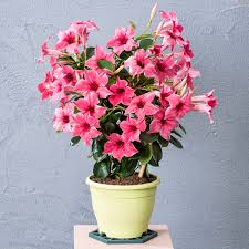 Image result for mandevilla obrázek