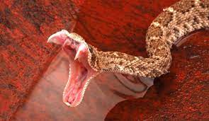 Rattlesnake Facts Snake Snake Venom Poisonous Snakes