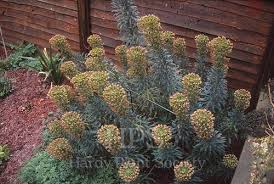 Image result for Euphorbia espinosa
