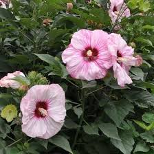 Pin On Garden
