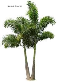 They're best suited for zone 10, though areas of zone 9b that closely border zone 10 will work with normal winter temperatures. Multi Stem Foxtail Palm Foxtail Palm Wodyetia Palm Wodyetia Bifurcata