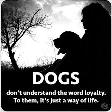 Pin By Jan Stein On Dogs Puppies Dog Quotes Dog Love Puppy Love