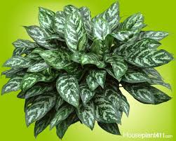 Pin On Chinese Evergreen Plants Aglaonema