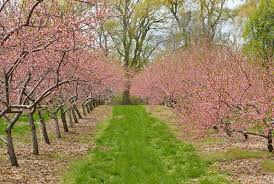 We did not find results for: Dallas Fruit And Vegetable Grower Growing Cherry Trees In Dallas And Texas