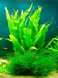 We would like to show you a description here but the site won't allow us. Java Fern Care Guide Planting Growing And Propagation Shrimp And Snail Breeder