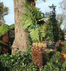 They can survive a mild winter if placed outdoors. Tree Ferns Winter Protection For Uk Climate Protecting Tree Ferns