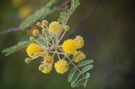 Acacia The Witchipedia Trees And Shrubs Acacia Tree Shrubs