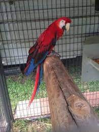 Oi 5151 Kaluteres Eikones Tou Pinaka Parrots 2019 Poulia Papagaloi Kai Vitro Panel