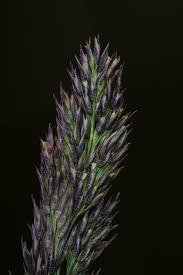 Image result for Eragrostis caespitosa