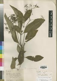 Image result for Rauvolfia mannii