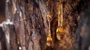 Wenn textilien mit harz in berührung gekommen und dabei flecken entstanden sind, kann man sich die chemischen eigenschaften der substanz für die. Harzflecken Entfernen Die Besten Tipps Brigitte De