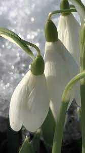 Pin On Plants And Landscape Design