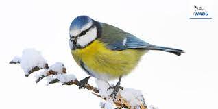 Hier gibt es die bilder, die ihr noch nie gesehen habt! Bildschirmhintergrunde Wintervogel Nabu
