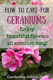 Geranium Care Tips Growing Geraniums Outdoors Or Indoors Growing Geraniums Geranium Care Geraniums