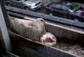 Why Do We Never See Baby Pigeons Audubon