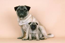 We sell fawn pug puppies in georgia. Pug Dog Adult And Puppy Photographic Print Art Com