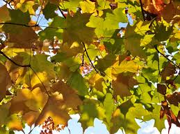 Innisfil News - News update