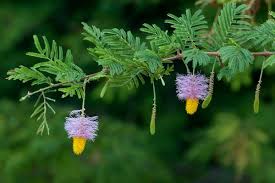 Image result for Dichrostachys