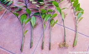 Propagating A Zz Plant Rooting Stem Cuttings In Water Plant Cuttings Propagating Plants Bamboo Plant Care