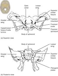 7 3 The Skull Anatomy Physiology