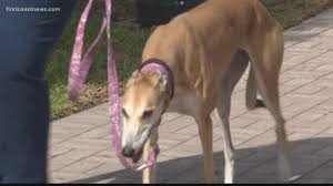 Greyhound racing results, entries and statistics from international and us greyhound racetracks at offtrackbetting.com. Greyhounds Run Final Race At North Florida Track Firstcoastnews Com