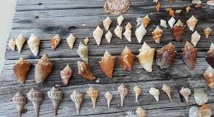 Myers and sanibel islands region but to protect the chain of life for wildlife in the area. The Best Shelling In Florida Sanibel Island Florida Family Nature